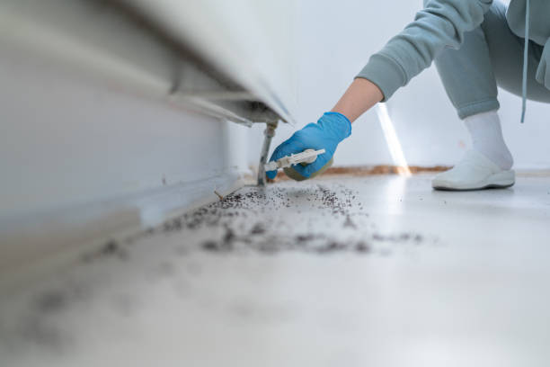 Best Affordable Pest Control Services  in Beach Haven West, NJ